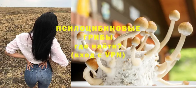 Псилоцибиновые грибы Cubensis  Нестеровская 